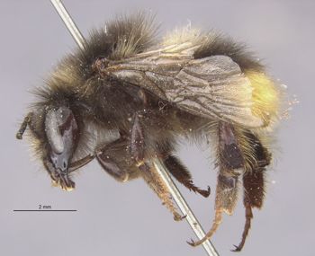 Media type: image;   Entomology 564 Aspect: habitus lateral view